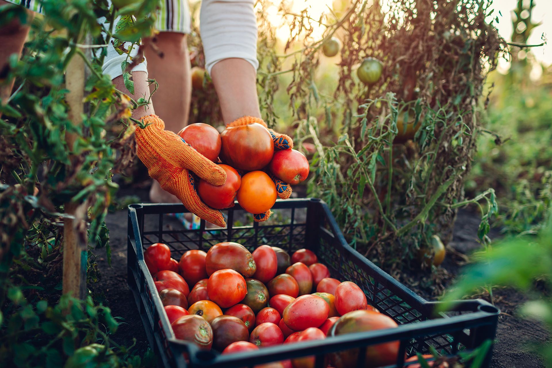 Case study Agribologna — bacheca aziendale digitale multi-sede
